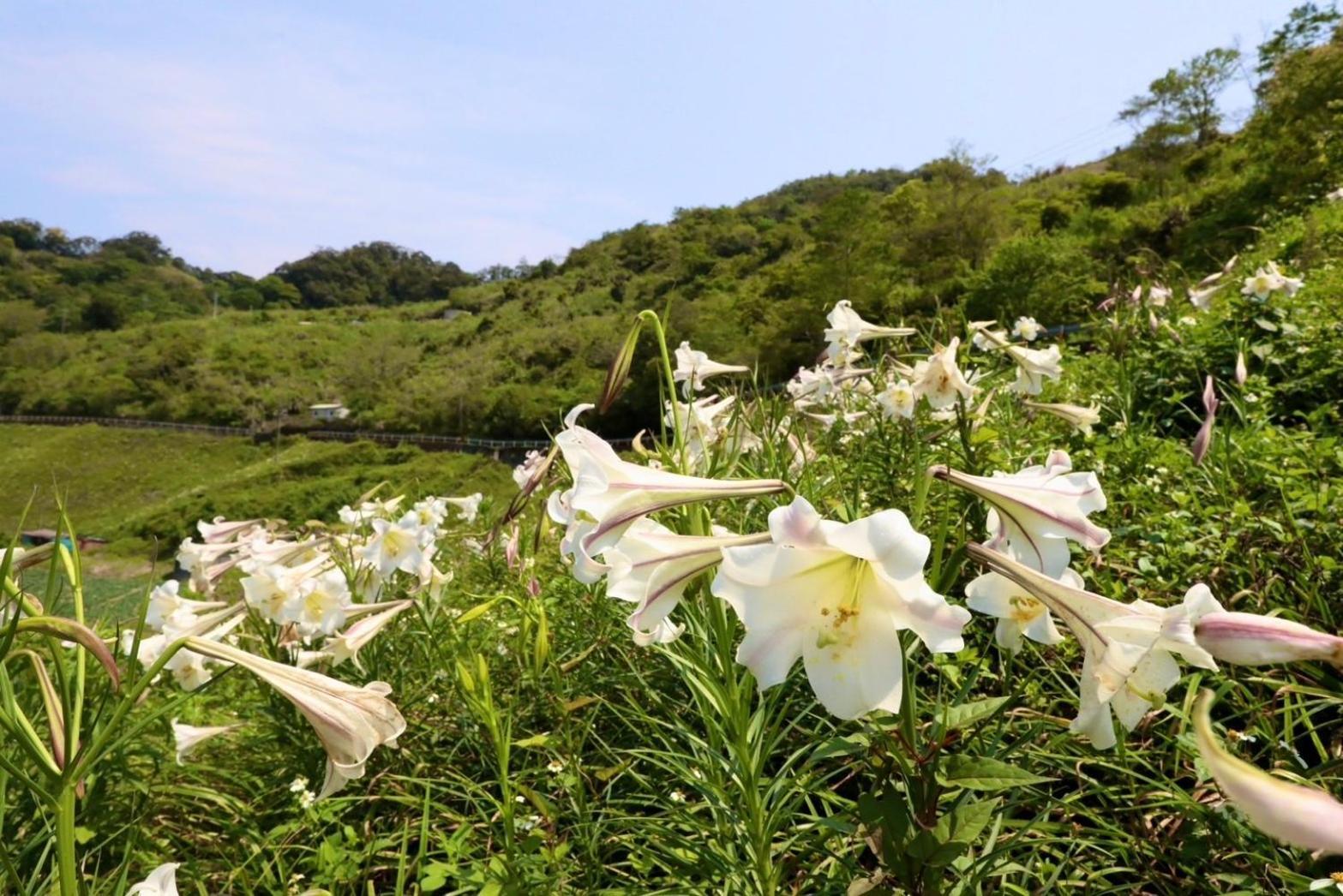 Mountain Lodge Thái Ma Lí Ngoại thất bức ảnh